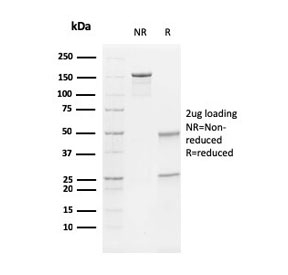SDS-PAGE analysis of purified, BSA-free Vimentin antibody (clone V9) as confirmation of integrity and purity.