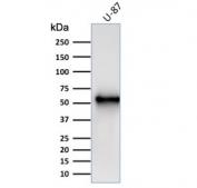 Western blot testing of human U-87 cell lysate with Vimentin antibody (clone V9). Predicted molecular weight ~53 kDa.