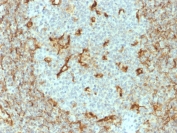 IHC staining of FFPE human tonsil with Vimentin antibody (clone V9). HIER: boil tissue sections in pH 9 10mM Tris with 1mM EDTA for 20 min and allow to cool before testing.