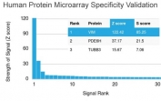 Analysis of HuProt(TM) microarray containing more than 19,000 full-length human proteins using Vimentin antibody (clone VIM/3736). These results demonstrate the foremost specificity of the VIM/3736 mAb. Z- and S- score: The Z-score represents the strength of a signal that an antibody (in combination with a fluorescently-tagged anti-IgG secondary Ab) produces when binding to a particular protein on the HuProt(TM) array. Z-scores are described in units of standard deviations (SD's) above the mean value of all signals generated on that array. If the targets on the HuProt(TM) are arranged in descending order of the Z-score, the S-score is the difference (also in units of SD's) between the Z-scores. The S-score therefore represents the relative target specificity of an Ab to its intended target.