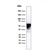 Western blot testing of human U-87 MG cell lysate with Vimentin antibody. Expected molecular weight: 53-58 kDa.