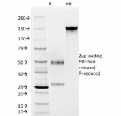 SDS-PAGE analysis of purified, BSA-free vWF antibody (clone VWF/2480) as confirmation of integrity and purity.