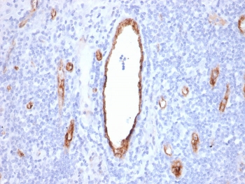 IHC staining of FFPE human tonsil with vWF antibody (clone VWF/2480). HIER: boil tissue sections in pH 9 10mM Tris with 1mM EDTA for 20 min and allow to cool before testing.~