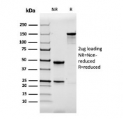 SDS-PAGE analysis of purified, BSA-free Calbindin 1 antibody as confirmation of integrity and purity.