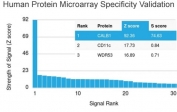 Analysis of HuProt(TM) microarray containing more than 19,000 full-length human proteins using Calbindin antibody (clone CALB1/2782). These results demonstrate the foremost specificity of the CALB1/2782 mAb. Z- and S- score: The Z-score represents the strength of a signal that an antibody (in combination with a fluorescently-tagged anti-IgG secondary Ab) produces when binding to a particular protein on the HuProt(TM) array. Z-scores are described in units of standard deviations (SD's) above the mean value of all signals generated on that array. If the targets on the HuProt(TM) are arranged in descending order of the Z-score, the S-score is the difference (also in units of SD's) between the Z-scores. The S-score therefore represents the relative target specificity of an Ab to its intended target.