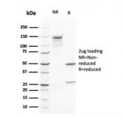 SDS-PAGE analysis of purified, BSA-free Calbindin 2 antibody (clone CALB2/2602) as confirmation of integrity and purity.