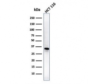 Western blot testing of human HCT-116 cell lysate with B7-H4 antibody. Predicted molecular weight: ~31 kDa.