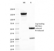 SDS-PAGE analysis of purified, BSA-free B7-H4 antibody (clone B7H4/1788) as confirmation of integrity and purity.