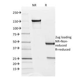 SDS-PAGE analysis of purified, BSA-free PDL2 antibody as confirmation of integrity and purity.
