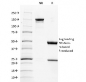 SDS-PAGE analysis of purified, BSA-free CD137L antibody (clone CD137L/1547) as confirmation of integrity and purity.