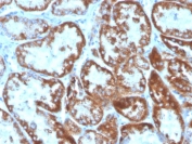 IHC staining of FFPE human kidney with CD137L antibody. HIER: boil tissue sections in pH 9 10mM Tris with 1mM EDTA for 10-20 min and allow to cool before testing.