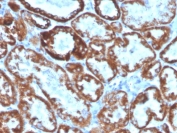 IHC staining of FFPE human kidney with CD137L antibody. HIER: boil tissue sections in pH 9 10mM Tris with 1mM EDTA for 10-20 min and allow to cool before testing.