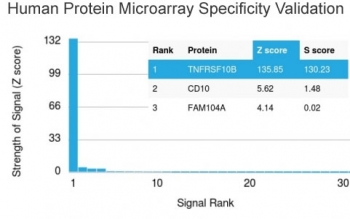 Analysis of HuProt(TM) microarray containing more than 19,000 full-length human proteins using DR5 antibody (clone DR5/3381). These results demonstrate the foremost specificity of the DR5/3381 mAb. Z- and S- score: The Z-score represents the strength of a signal that an antibody (in combination with a fluorescently-tagged anti-IgG secondary Ab) produces when binding to a particular protein on the HuProt(TM) array. Z-scores are described in units of standard deviations (SD's) above the mean value of all signals generated on that array. If the targets on the HuProt(TM) are arranged in descending order of the Z-score, the S-score is the difference (also in units of SD's) between the Z-scores. The S-score therefore represents the relative target specificity of an Ab to its intended target.