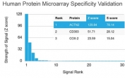 Analysis of HuProt(TM) microarray containing more than 19,000 full-length human proteins using Actinin Alpha 2 antibody (clone ACTN2/3295). These results demonstrate the foremost specificity of the ACTN2/3295 mAb.<br>Z- and S- score: The Z-score represents the strength of a signal that an antibody (in combination with a fluorescently-tagged anti-IgG secondary Ab) produces when binding to a particular protein on the HuProt(TM) array. Z-scores are described in units of standard deviations (SD's) above the mean value of all signals generated on that array. If the targets on the HuProt(TM) are arranged in descending order of the Z-score, the S-score is the difference (also in units of SD's) between the Z-scores. The S-score therefore represents the relative target specificity of an Ab to its intended target.