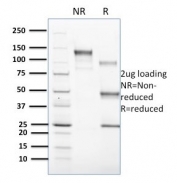 SDS-PAGE analysis of purified, BSA-free CD1c antibody (clone CD1C/1603) as confirmation of integrity and purity.