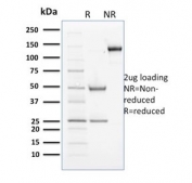 SDS-PAGE analysis of purified, BSA-free Cyclin B2 antibody (clone X29.2) as confirmation of integrity and purity.