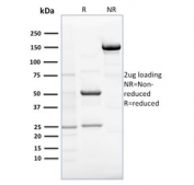 SDS-PAGE analysis of purified, BSA-free EBAG9 antibody (clone CPTC-EBAG9-1) as confirmation of integrity and purity.