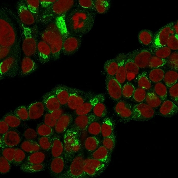 Immunofluorescent staining of permeabilized human MCF7 cells with EBAG9 antibody (green) and Reddot nuclear stain (red).