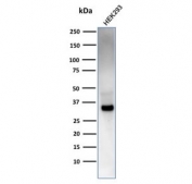 Western blot testing of human HEK293 cell lysate with EBAG9 antibody. Predicted molecular weight: 25-34 kDa.