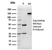 SDS-PAGE analysis of purified, BSA-free recombinant CD3e antibody (clone rC3e/1931) as confirmation of integrity and purity.