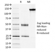 SDS-PAGE analysis of purified, BSA-free CD3e antibody (clone OKT3) as confirmation of integrity and purity.