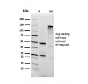 SDS-PAGE analysis of purified, BSA-free Fibronectin antibody (clone FN1/2950) as confirmation of integrity and purity.