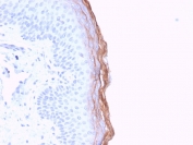 IHC staining of FFPE human skin with Kallikrein 5 antibody (clone KLK5/3841). HIER: boil tissue sections in pH6, 10mM citrate buffer, for 20 min and allow to cool before testing.