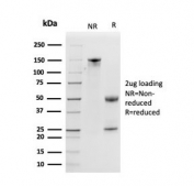 SDS-PAGE analysis of purified, BSA-free Kallikrein 5 antibody (clone KLK5/3841) as confirmation of integrity and purity.