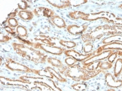 IHC staining of FFPE human kidney with recombinant Aurora B antibody (clone rAURKB/1592). HIER: boil tissue sections in pH 9 10mM Tris with 1mM EDTA for 20 min and allow to cool before testing.