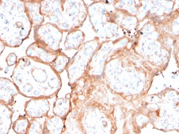IHC staining of FFPE human placenta with recombinant Aurora B antibody (clone rAURKB/1592). HIER: boil tissue sections in pH 9 10mM Tris with 1mM EDTA for 20 min and allow to cool before testing.