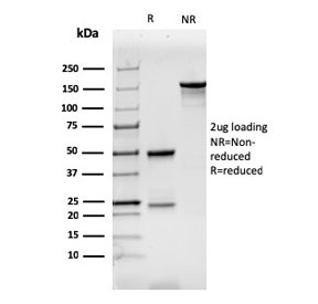 SDS-PAGE analysis of purified, BSA-free CD7 antibody as confirmation of integrity and purity.