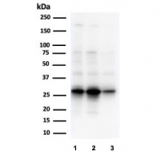 Western blot testing of human 1) A549, 2) A431 and 3) HepG2 cell lysate with GCLM antibody (clone CPTC-GCLM-1). Expected molecular weight ~31 kDa.