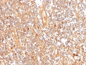 IHC staining of FFPE human tonsil with GCLM antibody (clone CPTC-GCLM-1). HIER: boil tissue sections in pH 9 10mM Tris with 1mM EDTA for 20 min and allow to cool before testing.