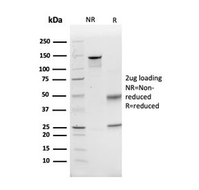 SDS-PAGE analysis of purified, BSA-free GCLM antibody as confirmation of integrity and purity.