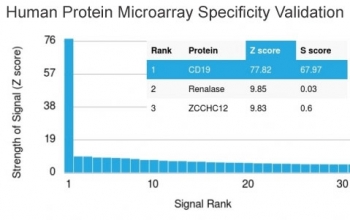 Analysis of HuProt(TM) microarray containing more than 19,000 full-length human proteins using CD19 antibody (clone CD19/3116). These results demonstrate the foremost specificity of the CD19/3116 mAb.<br>Z- and S- score: The Z-score represents the strength of a signal that an antibody (in combination with a fluorescently-tagged anti-IgG secondary Ab) produces when binding to a particular protein on the HuProt(TM) array. Z-scores are described in units of standard deviations (SD's) above the mean value of all signals generated on that array. If the targets on the HuProt(TM) are arranged in descending order of the Z-score, the S-score is the difference (also in units of SD's) between the Z-scores. The S-score therefore represents the relative target specificity of an Ab to its intended target.