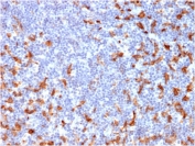 IHC testing of FFPE human lymph node with CD163 antibody (clone M130/2162). HIER: boil tissue sections in pH 9 10mM Tris with 1mM EDTA for 10-20 min followed by cooling at RT for 20 min.