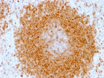 IHC staining of FFPE human spleen with CD27 antibody (clone LPFS2/1611). HIER: boil tissue sections in pH 9 10mM Tris with 1mM EDTA for 20 min and allow to cool before testing.