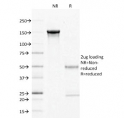 SDS-PAGE analysis of purified, BSA-free CD27 antibody (clone LPFS2/1611) as confirmation of integrity and purity.
