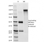 SDS-PAGE analysis of purified, BSA-free CD28 antibody (clone C28/76) as confirmation of integrity and purity.