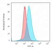 Flow cytometry testing of PFA-fixed human Jurkat cells with CD28 antibody (clone C28/76); Red=isotype control, Blue= CD28 antibody.