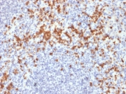 IHC staining of FFPE human spleen with MMP9 antibody (clone SPM425). HIER: boil tissue sections in pH 9 10mM Tris with 1mM EDTA for 20 min and allow to cool before testing.