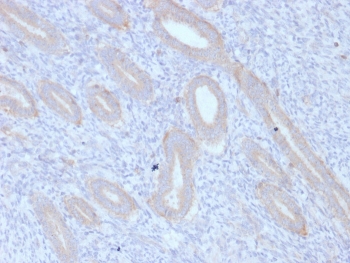 IHC staining of FFPE human endometrium with ATG5 antibody. HIER: boil tissue sections in pH 9 10mM Tris with 1mM EDTA for 10-20 min and allow to cool before testing.