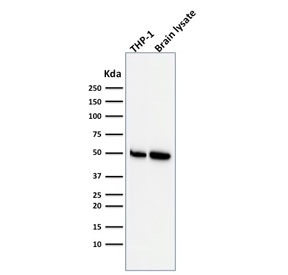 Western blot testing of human ThP1 and brain lysate with ATG5 antibody. Predicted molecular weight ATG5: ~32 kDa; ATG5/ATG12 heterodimer: ~56 kDa.