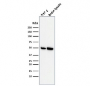 Western blot testing of human ThP1 and brain lysate with ATG5 antibody (clone ATG5/2553). Predicted molecular weight ATG5: ~32 kDa; ATG5/ATG12 heterodimer: ~56 kDa.