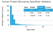 Analysis of HuProt(TM) microarray containing more than 19,000 full-length human proteins using recombinant ATG5 antibody (clone rATG5/2553). These results demonstrate the foremost specificity of the rATG5/2553 mAb. Z- and S- score: The Z-score represents the strength of a signal that an antibody (in combination with a fluorescently-tagged anti-IgG secondary Ab) produces when binding to a particular protein on the HuProt(TM) array. Z-scores are described in units of standard deviations (SD's) above the mean value of all signals generated on that array. If the targets on the HuProt(TM) are arranged in descending order of the Z-score, the S-score is the difference (also in units of SD's) between the Z-scores. The S-score therefore represents the relative target specificity of an Ab to its intended target.