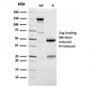 SDS-PAGE analysis of purified, BSA-free Napsin A antibody (clone NAPSA/3309) as confirmation of integrity and purity.