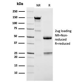 SDS-PAGE analysis of purified, BSA-free Napsin A antibody (clone NAPSA/3309) as confirmation of integrity and purity.