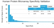 Analysis of HuProt(TM) microarray containing more than 19,000 full-length human proteins using CD10 antibody (clone MME/2590). These results demonstrate the foremost specificity of the MME/2590 mAb. Z- and S- score: The Z-score represents the strength of a signal that an antibody (in combination with a fluorescently-tagged anti-IgG secondary Ab) produces when binding to a particular protein on the HuProt(TM) array. Z-scores are described in units of standard deviations (SD's) above the mean value of all signals generated on that array. If the targets on the HuProt(TM) are arranged in descending order of the Z-score, the S-score is the difference (also in units of SD's) between the Z-scores. The S-score therefore represents the relative target specificity of an Ab to its intended target.