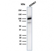 Western blot testing of human kidney lysate with CD10 antibody (clone MME/2590). Routinely visualized at ~100 kDa.
