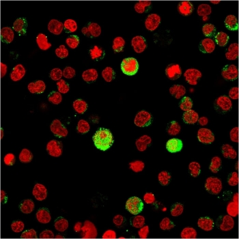 Immunofluorescent staining of human Jurkat cells with CD40L antibody (green) and Reddot nuclear stain (red).